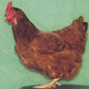 Red Girl, Red Rhode Island Hen (Michael Bohlken)